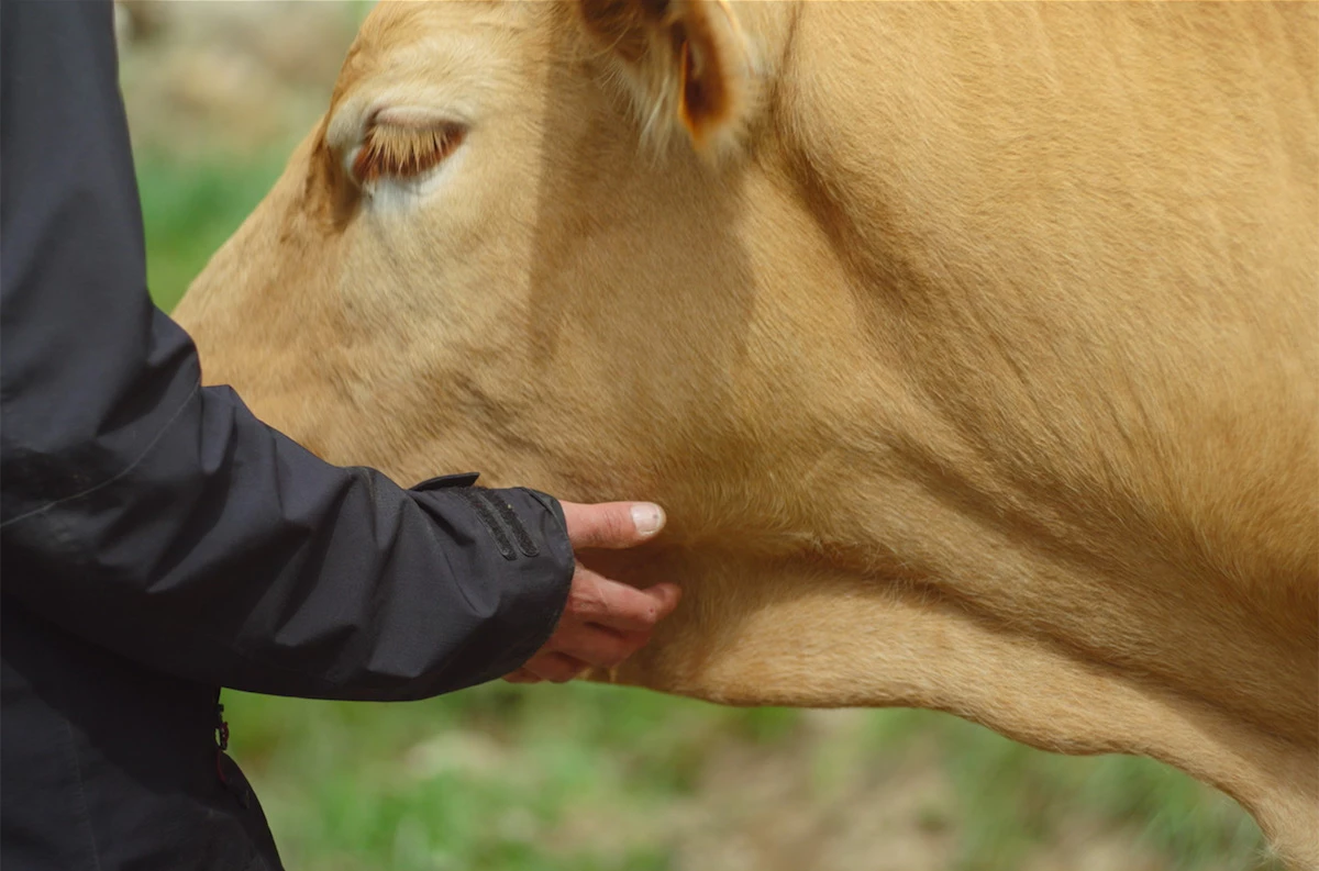L'Abattoir id&eacute;al, une histoire d'&eacute;leveurs (Les Monteuses et monteurs associ&eacute;s)