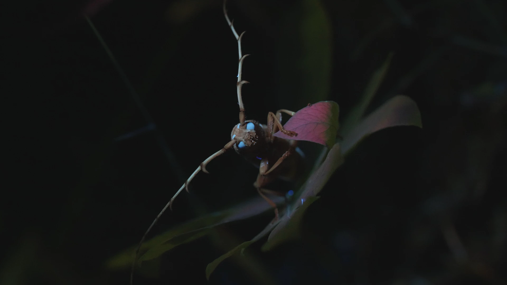 Myst&eacute;rieux Insectes, sur la piste des origines (Les Monteuses et monteurs associ&eacute;s)